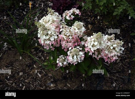 Image result for Runaway Bride Hortensie