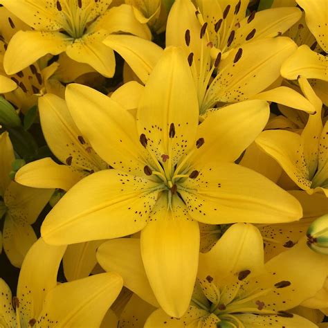 Lilium X Golden Matrix Yellow Asiatic Lily | SiteOne