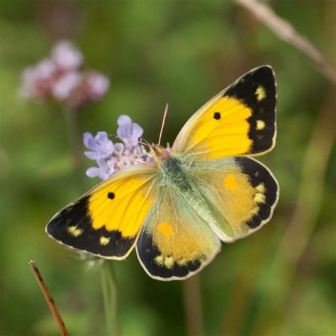 butterfly pictures uk
