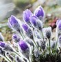 Image result for Early Spring Flowers and Bunnies