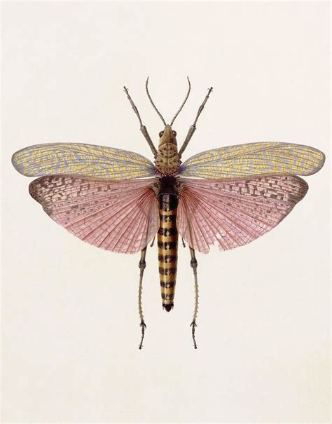 scientific illustration insects