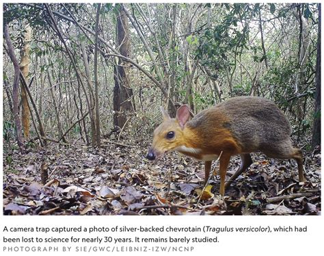 Camera Traps 的图像结果