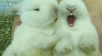 Image result for Really Cute Baby Bunny