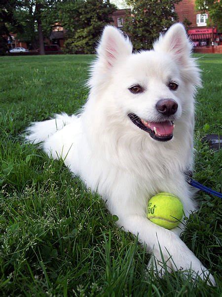 The American Eskimo Dog: A Comprehensive Guide