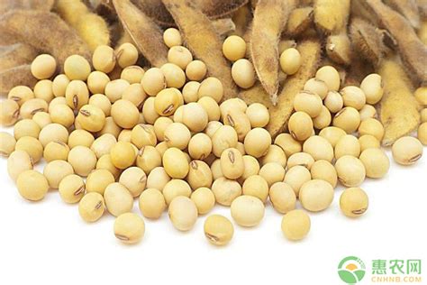 今日大豆价格多少钱一斤？5月31日全国大豆价格行情预测 - 惠农网