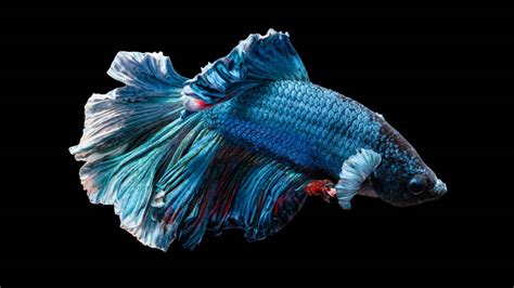 Image result for Fish Key Script Code