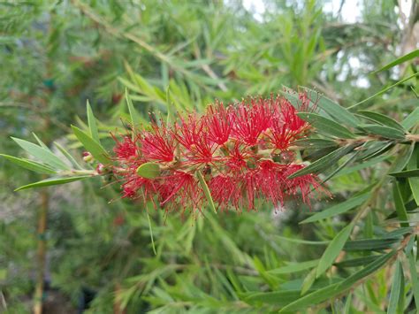 Callistemon ‘Little John’ (Dwarf Weeping Bottlebrush)