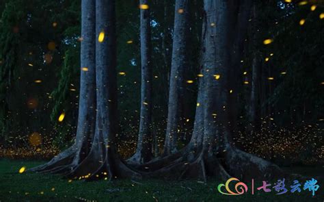 中国科学院西双版纳热带植物园，萤火虫进入观赏期 - 哔哩哔哩