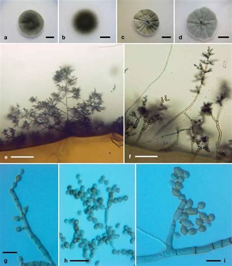 'Where humans die, fungus thrives': Something very strange is happening ...