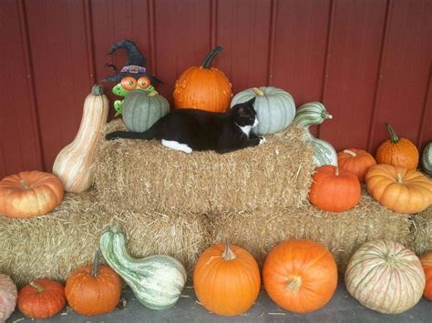 Fall Fun Festival on the Prairie, Prairie's Edge Garden Center, Bowling ...