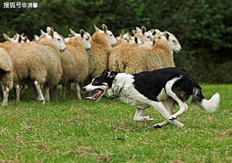 牧羊犬名字霸气的简单的，牧羊犬名字大全霸气吉祥-酷派宠物网
