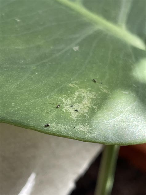 Small black bugs on my monstera plants! : r/houseplants