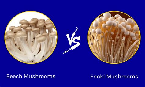 Enoki Mushroom
