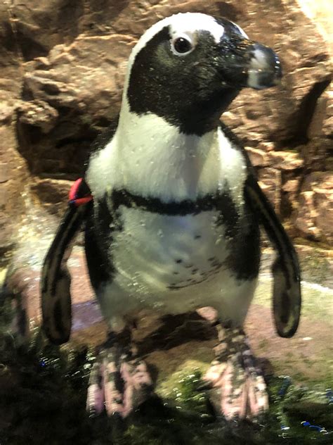 Do all the penguins have names? - New England Aquarium