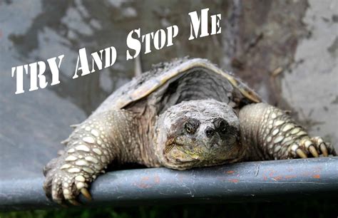 Image result for How Fast Is a Snapping Turtle
