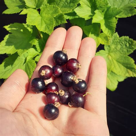 Can Black Currant Seed Oil Treat Eczema | How To Use It?