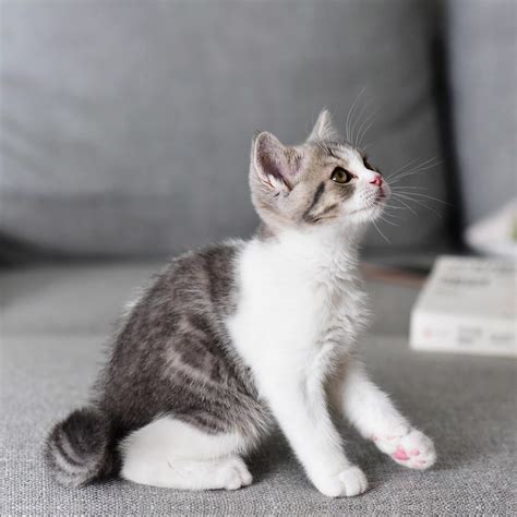 Cambiar Color de Imagen Gratis | insMind