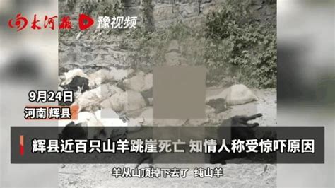 羊主人回应近百只山羊集体跳崖：死了18只 因惊吓失控_新闻频道_中华网