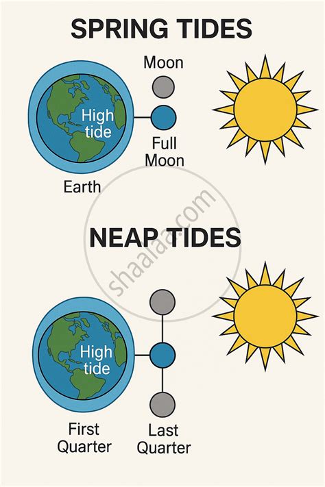 Spring Tide Diagram Black And White