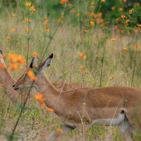 SWIFT AFRICA SAFARIS - All You Need to Know BEFORE You Go (with Photos ...