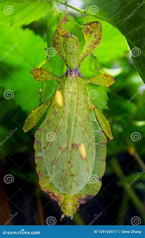 Leaf Insect, Walking Leaf, Phylliidae Stock Image - Image of australia ...