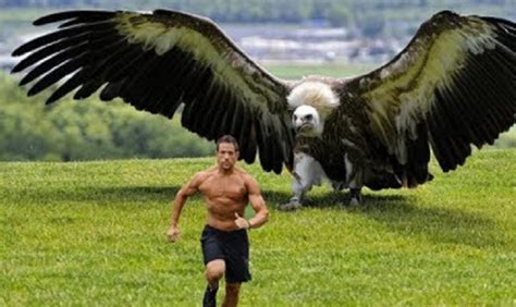 世界上最大的鹰，翼展7米重70公斤，老虎见了它都得跑！|巨鹰|阿根廷|老鹰_新浪新闻