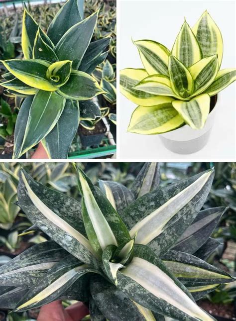 OrchidZone Sansevieria unique Indoor plants pack of 3 Price in India ...