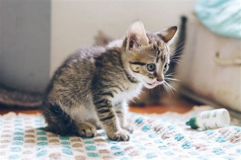 Can Cats Take Doxycycline? A Look at the Antibiotic’s Uses and Risks ...