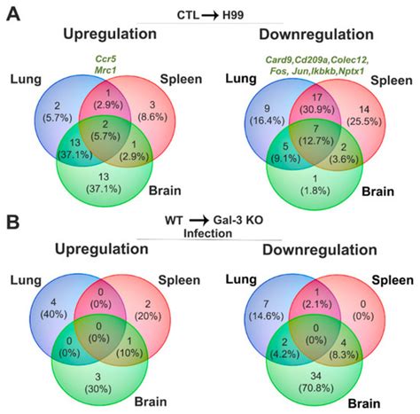 Influence of Galectin-3 on the Innate Immune Response during ...