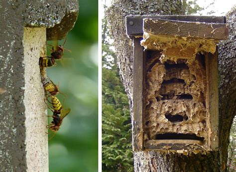 European Hornet Nests Asian Hornet Week: Identifying A Dangerous