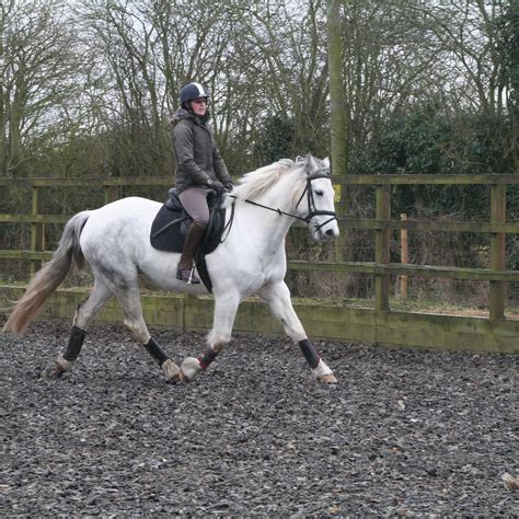 STICKNEY RIDING CENTRE (2026) All You Need to Know BEFORE You Go (with ...