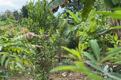 Food forests for a climate-resilient future - GoodEarth