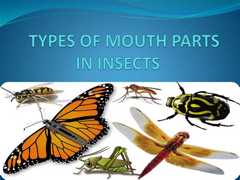 insect mouth parts | PPTX