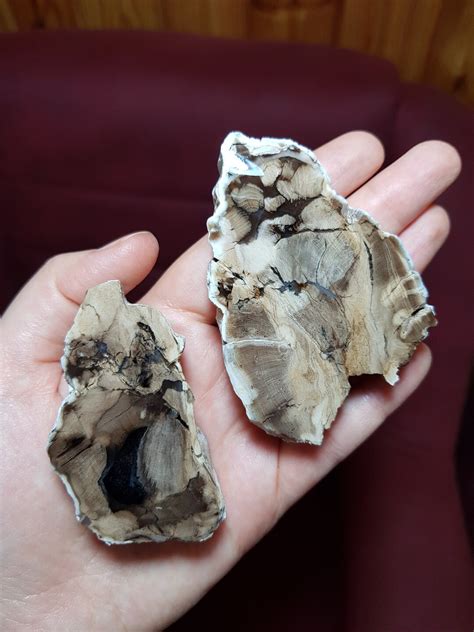 Super Rare! Opalized Petrified Wood Slices, Decoration Polished ...