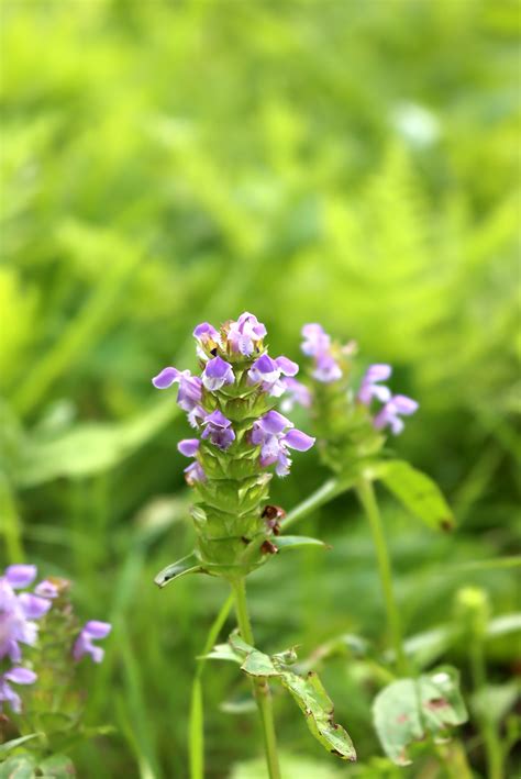 16+ Weeds with Purple Flowers (Identification Guide) — Practical Self ...