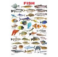Fish : Children Reference Laminated Educational Chart By Dreamland ...