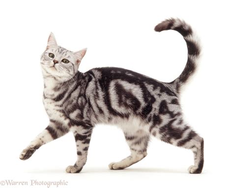Silver tabby cat photo - WP19123
