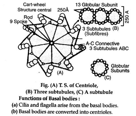 Describe the infrastructure and main functions of centrioles and basal ...