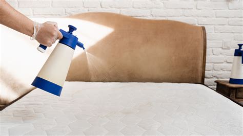 7 proven tips for reducing dust mites in your…