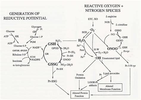 N Acetylcysteine N-Acetylcysteine (NAC) Information