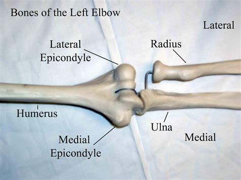Elbow joint - Medically