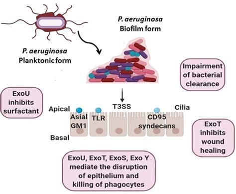 Pseudomonas aeruginosa biofilm and their molecular escape strategies