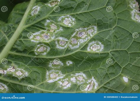 White Blister Rust (Albugo Candida). Symptoms of Disease in Form of ...