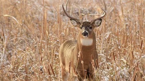 Texas white-tailed deer season outlook is good, TPWD says | kvue.com