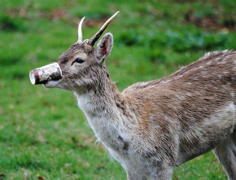 Environmental Pollution 的图像结果
