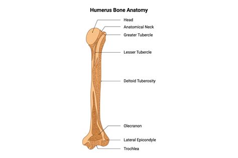 Humerus Bone Image Simple Bone Cysts Of The Proximal Humerus Presented