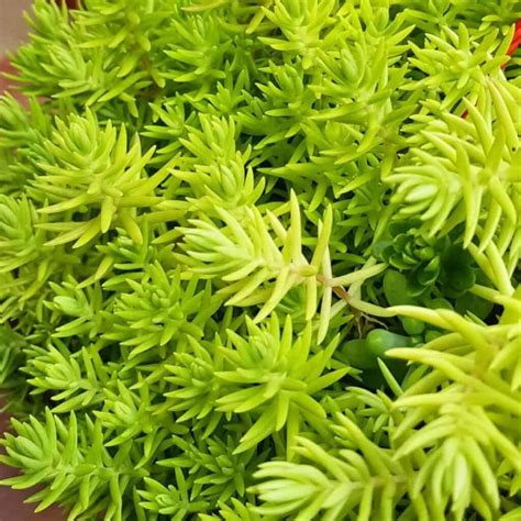 Sedum Lemon Ball Growing and Care