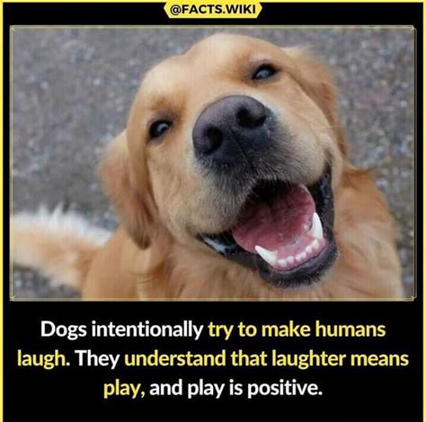 Image result for Dogs Making Humans Laugh