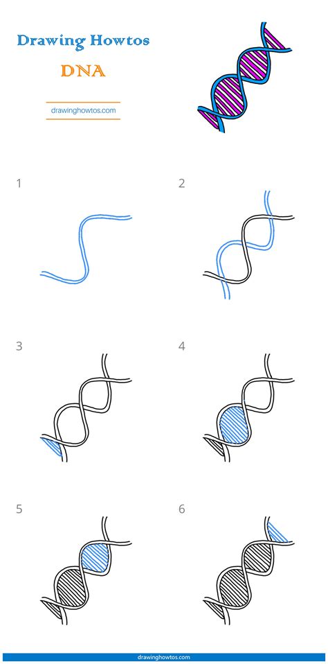 Dna Strand Easy Drawing at Henry Storms blog
