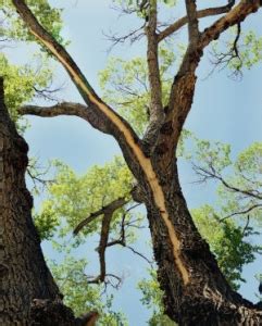 Lightning Tree 的图像结果